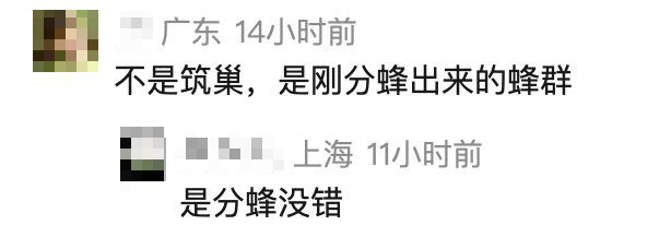 男子忘关车窗发现蜜蜂筑巢：消防员迅速处置蜂巢