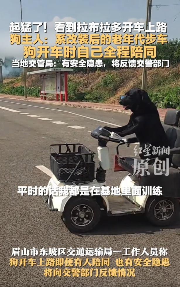 拉布拉多开车上路？当地交管局回应