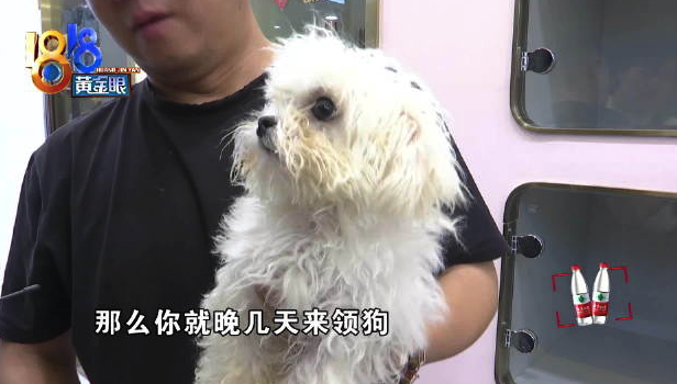 5800元買比熊看到便血想退狗 算了算賬想退車