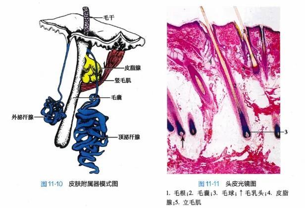白头发拔一根长三根？到底能不能拔