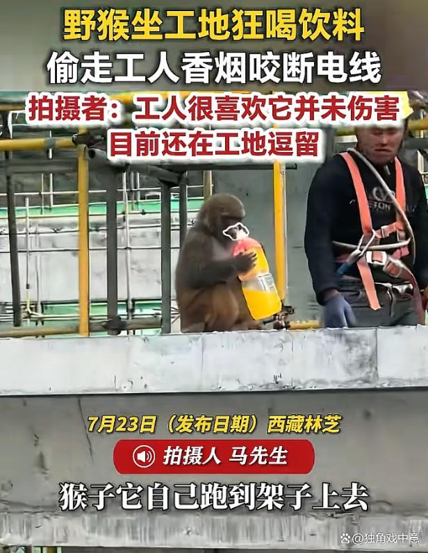 野猴坐工地狂喝饮料 工人一脸无奈