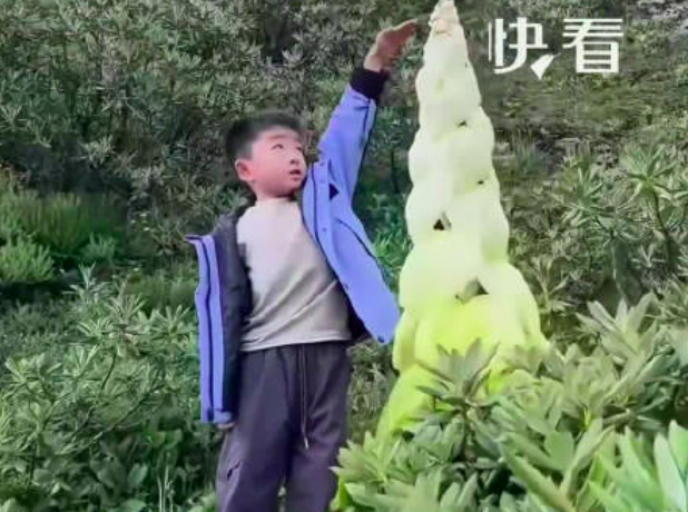 见者好运！父子在海拔4000米高原发现塔黄