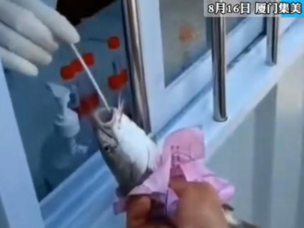 “人+物”同检，厦门鱼蟹被扒开嘴做核酸