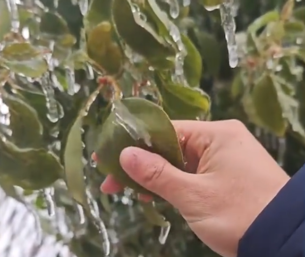 武汉冻雨形成雨凇景观