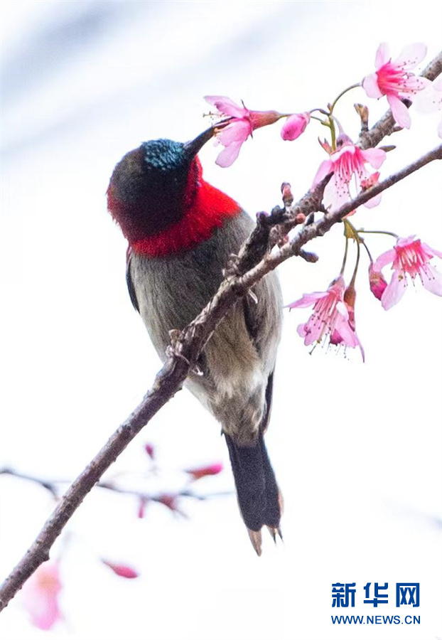 鸟语花香报春来 中华网