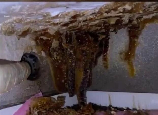 男子忘关车窗车内惊现蜂巢 蜜蜂十分钟快速筑巢