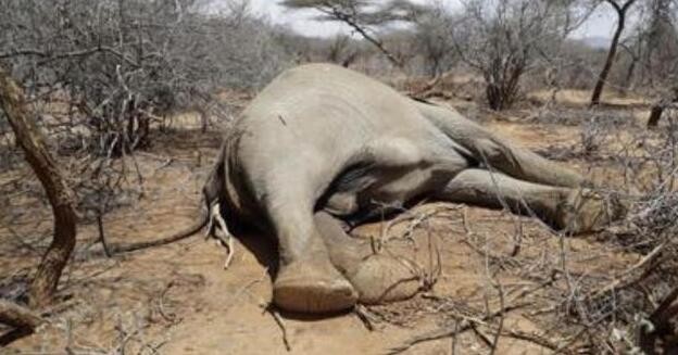肯尼亚严重干旱 超200头大象死亡 生动物面临的威胁尚未结束