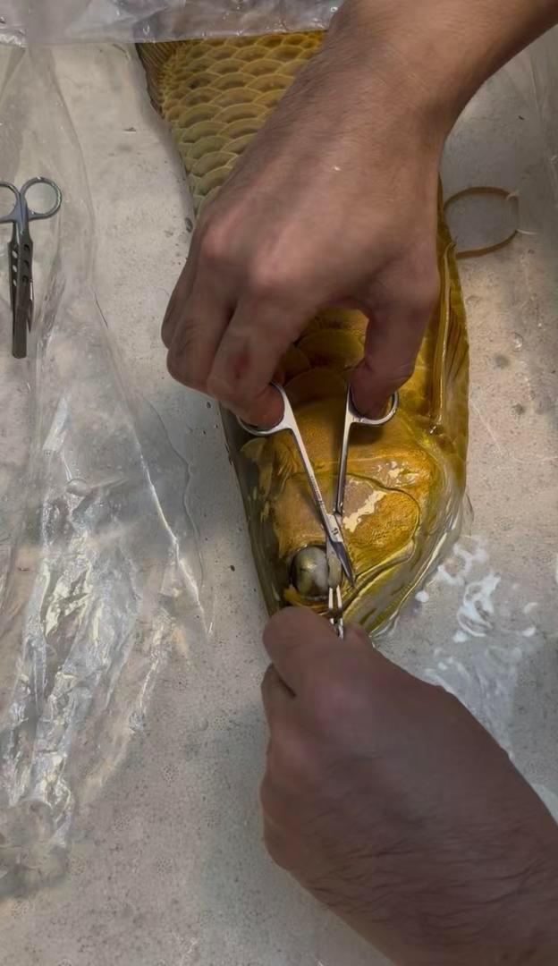 养鱼人给价值3万元龙鱼做手术 精细“医美”引关注