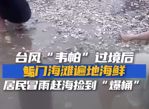 多到“爆桶”！臺(tái)風(fēng)后廣東一海灘遍布生蠔蛤蜊