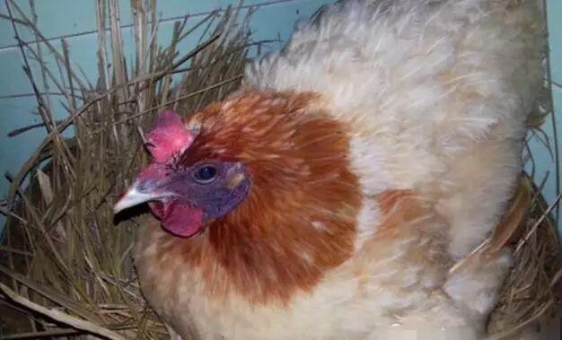 以为是普通野鸟 一查竟是“国宝” 意外捡蛋成保护模范