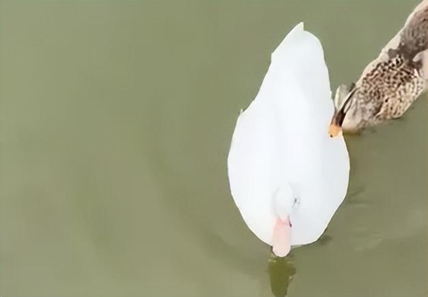 女子寄养鸭子被偷吃 两男子被拘留 温情故事变悲剧