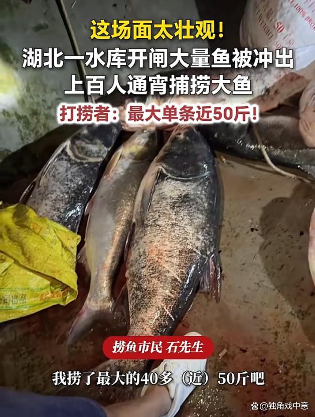 水库泄洪大量民众在河里抓鱼，抓到的鱼成堆放在岸边！天降横财藏隐患
