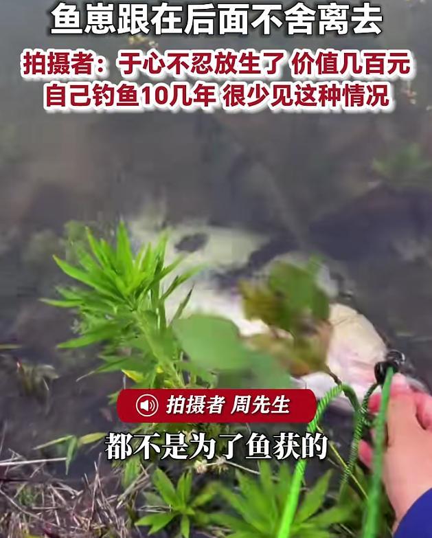 男子钓上母鳜鱼 鱼崽跟后面不舍离去 罕见一幕触动人心