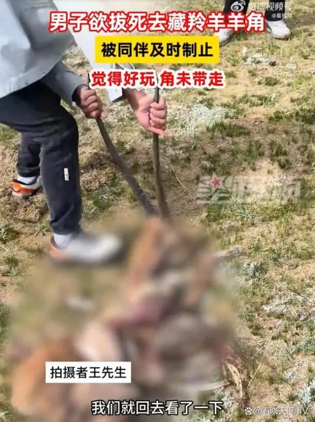 男子欲拔死去藏羚羊羊角被同伴制止 法律边缘的警示