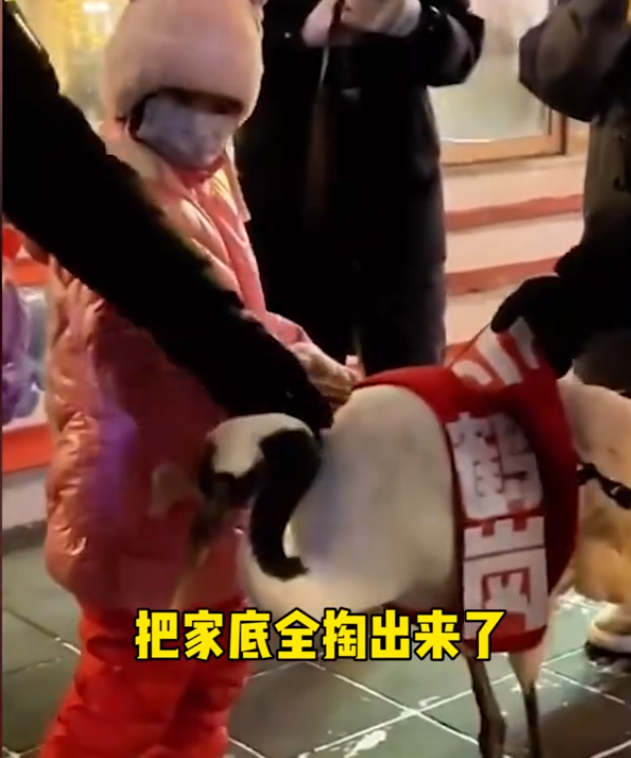 鹤岗丹顶鹤出现在哈尔滨中央大街
