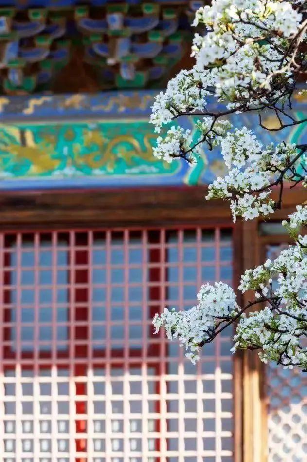 长城脚下桃花海错过等一年 赏春花品文化