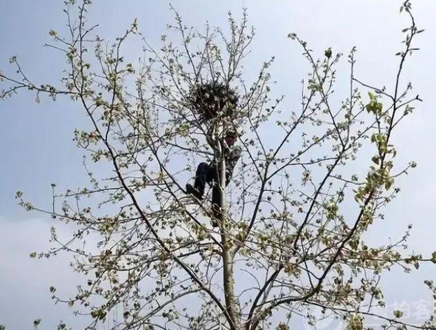 掏鸟窝判刑大学生将出狱 判刑10年是否量刑过重引热议