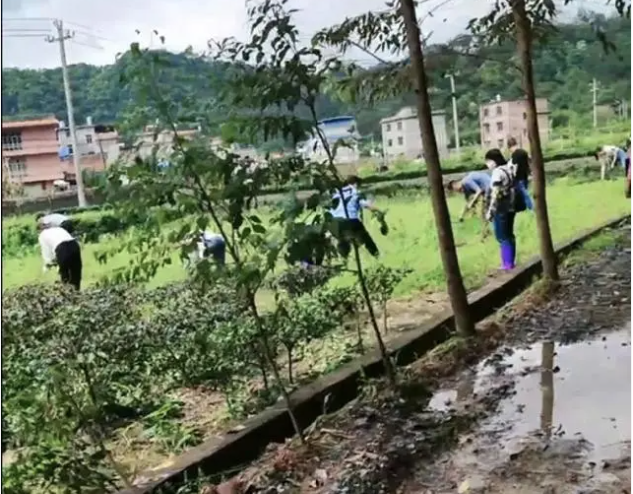 镇政府回应农户种茶叶被阻拦