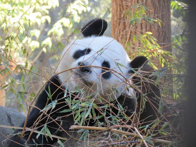 大熊猫冰星花嘴巴一家5口到家了，平安抵达成都