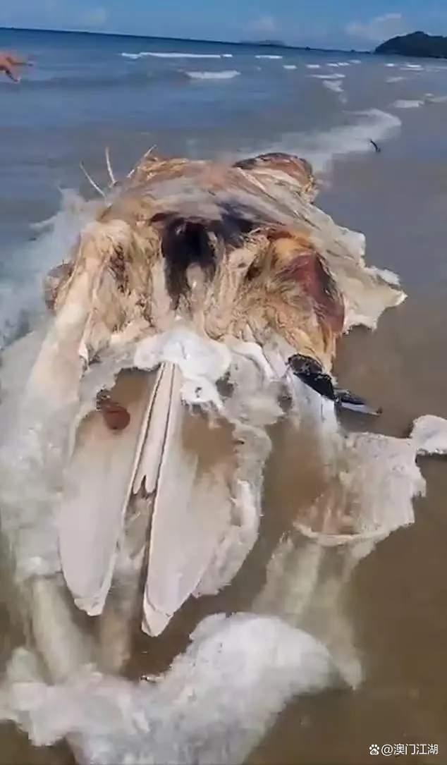马来西亚海滩现巨大动物尸体：形似外星生物，令人惊悚