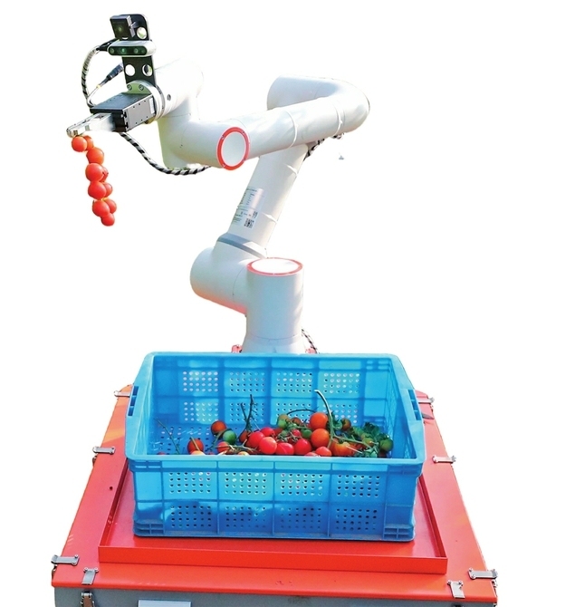 番茄采摘机器人“上岗”