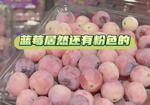  蓝莓也有粉色的，专家：不等于营养价值高