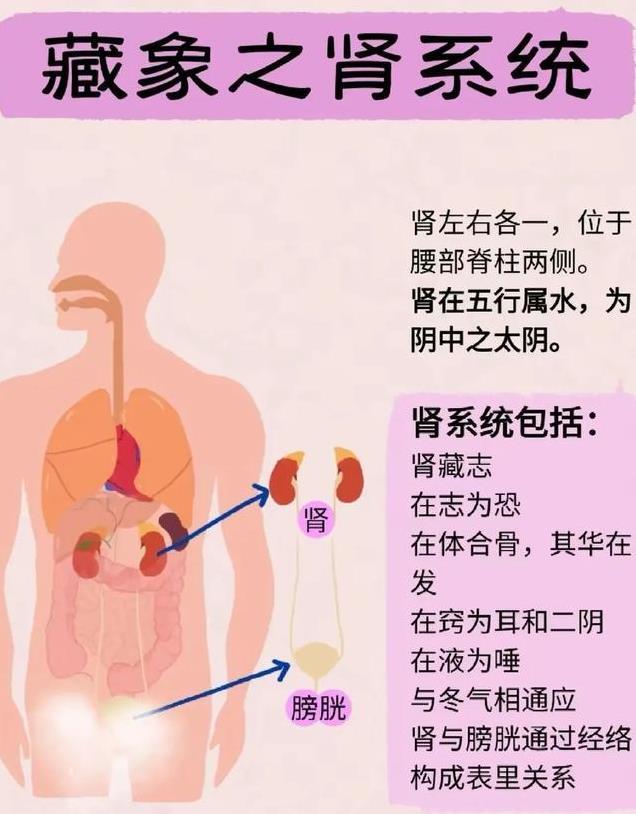 中医基础—肾系统