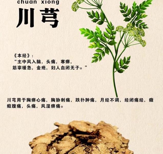 川芎不是“gōng”！正确读音及它的神奇功效，你了解吗？