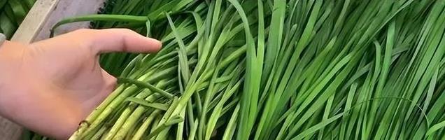 韭菜放冰箱会烂？教你两招，保存10天依然鲜嫩，轻松不浪费！