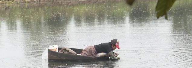 太湖春鲜抢先尝，莼菜开采美味正当时，价格如何让人好奇！
