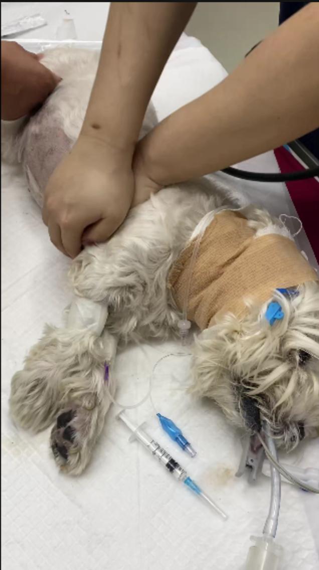 男子毒死9條寵物狗一審獲刑4年 投毒事件引發(fā)社區(qū)恐慌