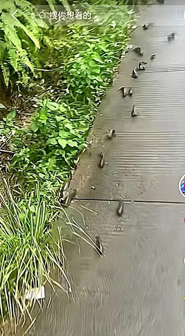 暴雨后现鱼群赶路 官方:自然现象