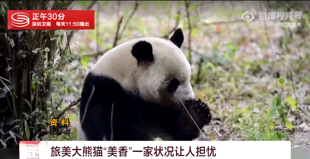 熊猫美香一家或年底回国