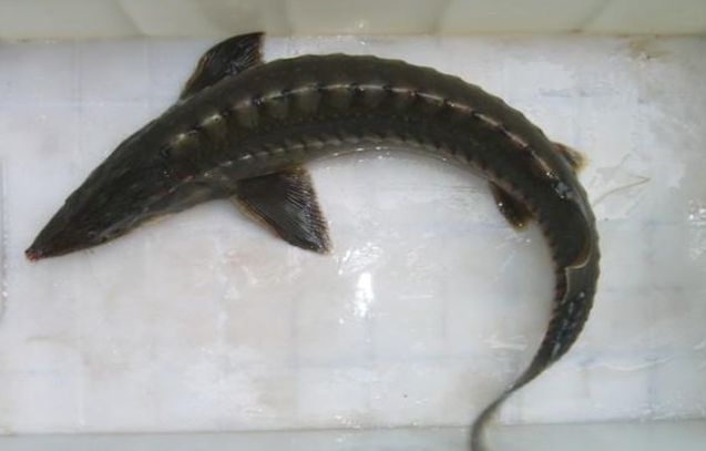 男子在海邊抓到奇怪大魚 疑似中華鱘后代