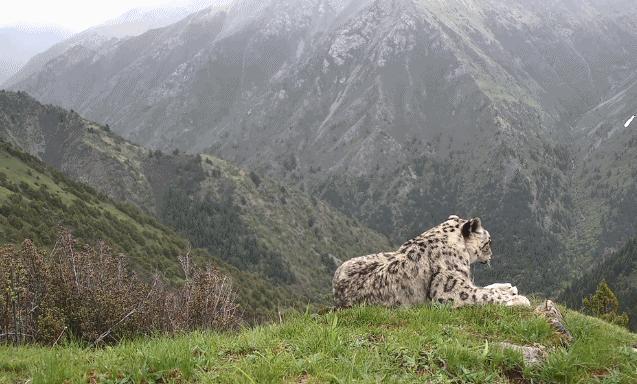 四川野生雪豹金钱豹珍贵画面来了 罕见同框记录