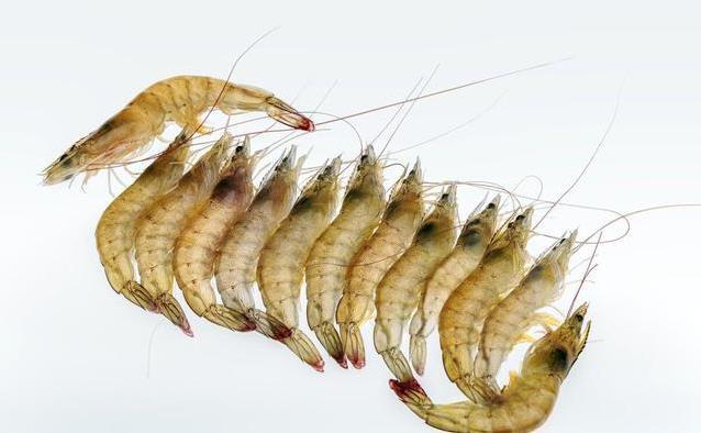 吃虾别乱搭,柿子啤酒要避开,你知道几个禁忌?