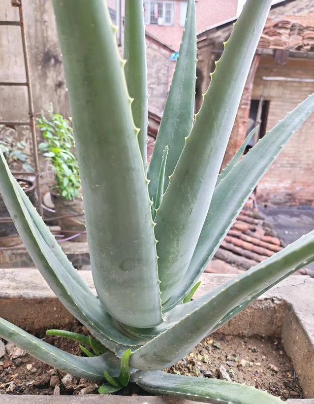 家里种的芦荟能吃吗？婆婆让我直接摘，答案却出乎意料