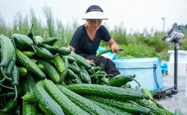 黄瓜没你想的简单！每天吃几根，身体4大变化让人吃惊！