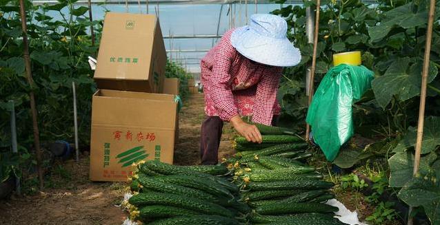 黄瓜搭错食物胃遭罪？3种常见搭配，肠道直接“喊疼”