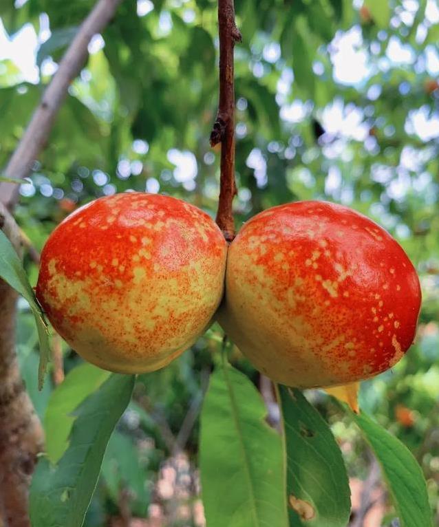 夏天桃子甜到爆，热量低到随便吃，你pick哪款？