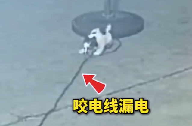 搞笑又心疼一幕:小狗调皮撕咬电线被电到四肢僵直
