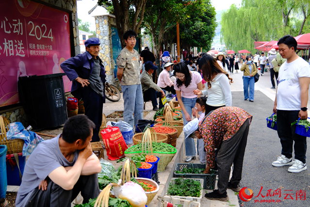 云南鲁甸:樱桃甜蜜上市 赴一场文旅之约