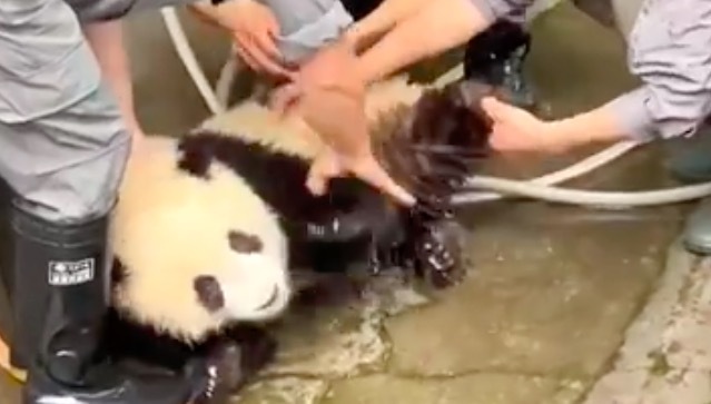 大熊猫被迫洗澡生“胖”气 就算全程呲牙也是可爱的