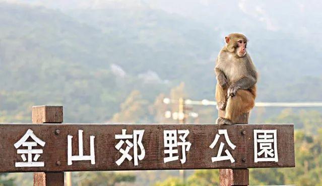 死亡率80％！香港发现人类感染猴疱疹病毒，患者曾被野猴袭击