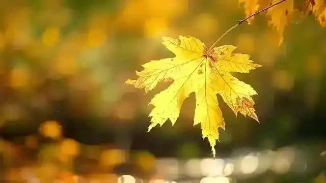 今年是“闭眼秋”！中医提醒：暑热未消，先别急着贴秋膘