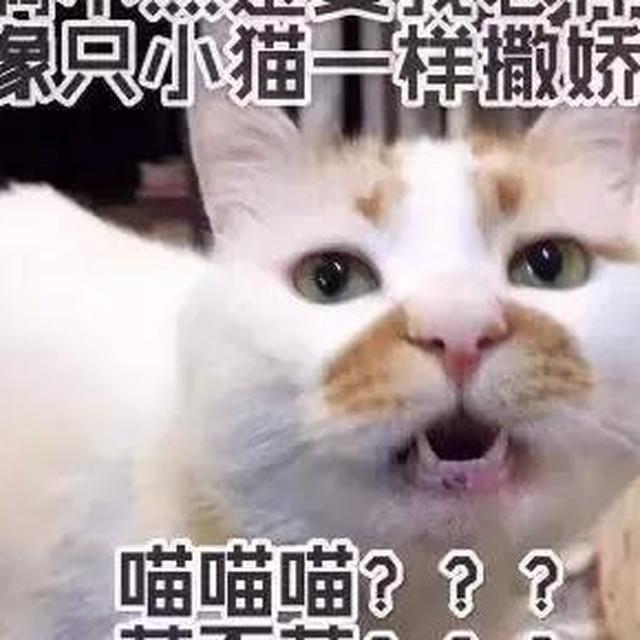 杭州女子：洗澡后猫对我做出埋屎动作 猫咪的特殊表达方式
