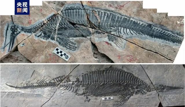 研究者 湖北省で恐竜と同時代の最古のろ過摂食海生爬虫類化石を発見