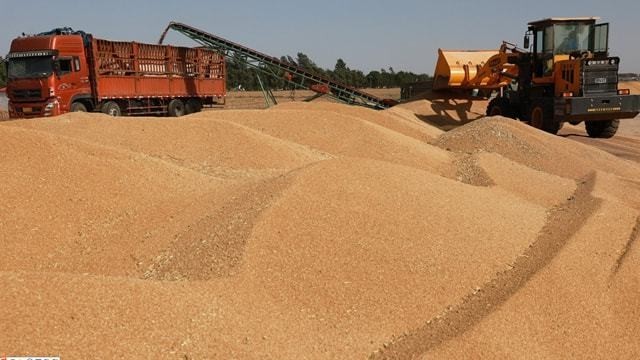 外媒称世界粮食库存一半都在中国 美国很无奈