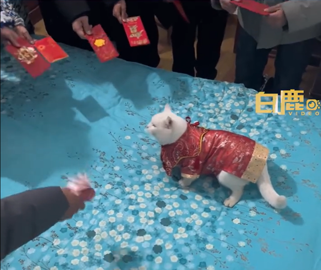 女子带猫回家过年 猫收到千元红包 “小猫是我在上海工作时捡到的”