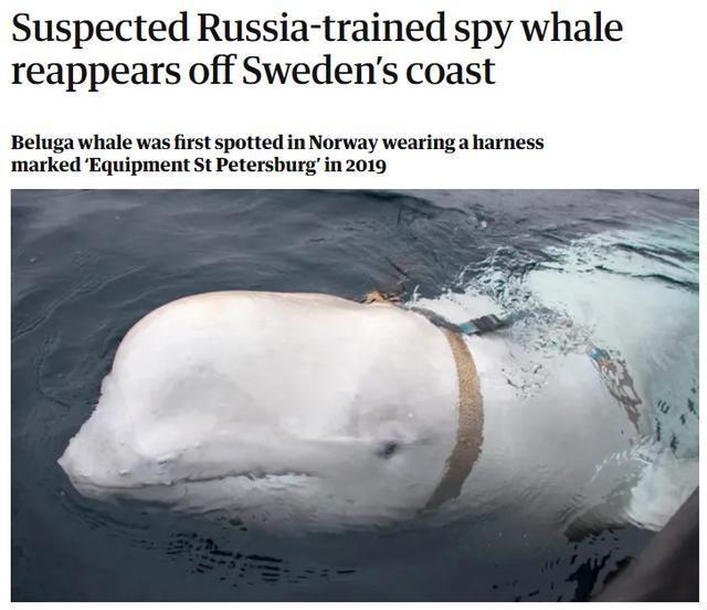 英媒称间谍白鲸再现北欧 被怀疑是俄罗斯海军训练出来沿挪威海岸线向瑞典移动